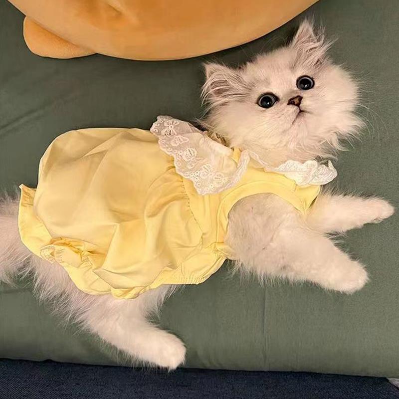 猫咪衣服夏季薄款可爱南瓜裙布偶猫英短蓝猫防掉毛宠物狗狗公主裙