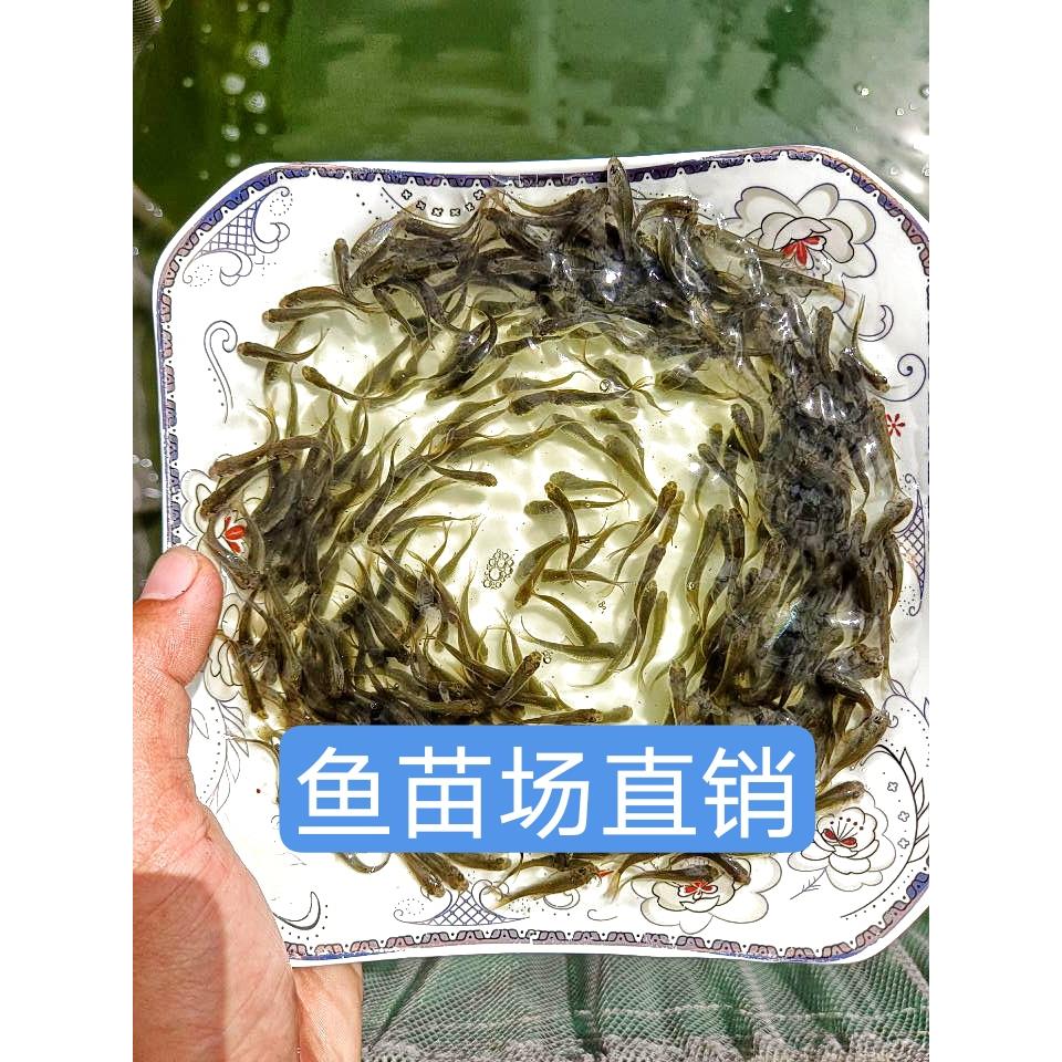 饲料鱼活的麦穗鱼鲫鱼鲤鱼白鲢鱼宠物鱼食品喂乌龟喂六角恐龙鱼