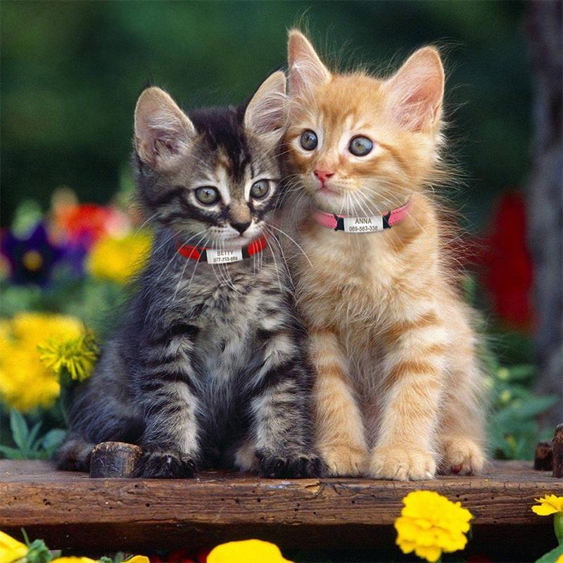 定制猫项圈刻字防丢牌猫咪铃铛脖圈可爱猫牌狗牌泰迪用品宠物装