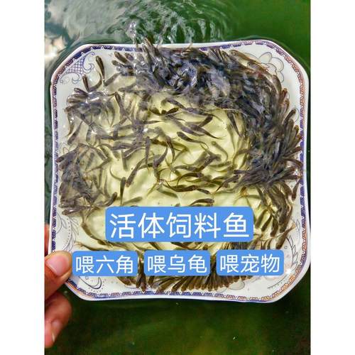活体饲料鱼苗麦穗鱼鲢鱼鲫鱼鲤鱼喂乌龟喂六角恐龙鱼喂宠物鱼包活