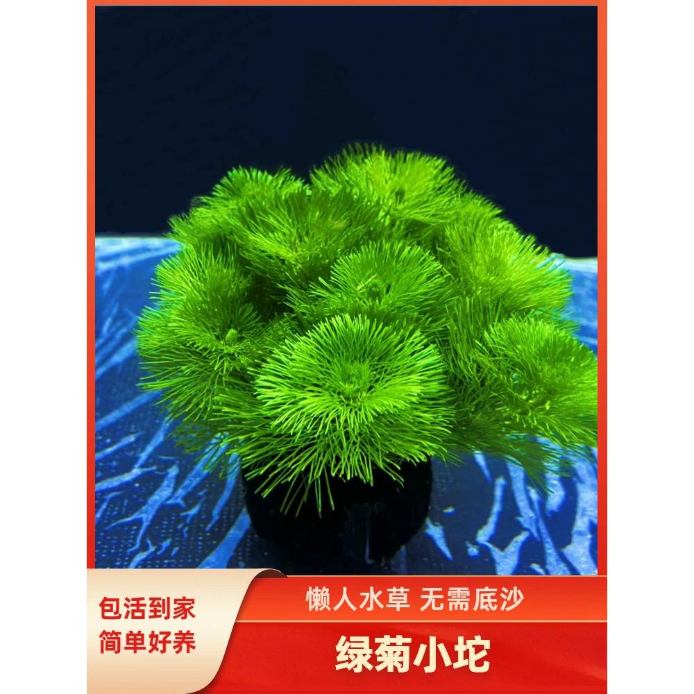 绿菊小坨草缸鱼缸造景水草绿植无土懒人水培增氧淡水草阴性活体植
