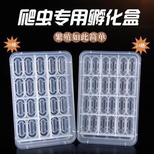 豹纹守宫睫角乌龟鬃狮爬宠孵化蛋托R属瘤尾盖勾亚孵蛋器孵化盒