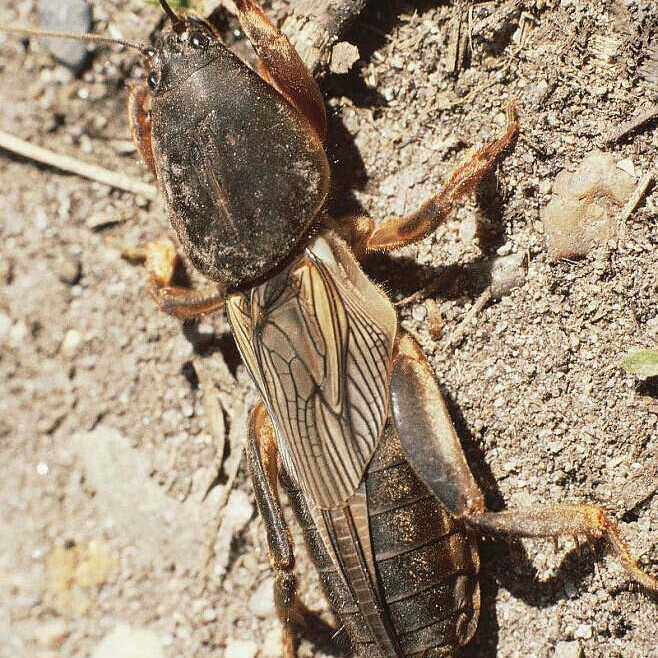 活体虫野外采集蝼蛄虫土狗虫土狗仔画眉鸟食钓鱼虫梧鼠蝼蝈天蝼虫