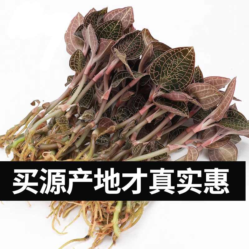 福建南靖金线莲鲜品新鲜采摘