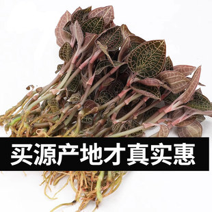 福建南靖金线莲鲜品当天采摘新鲜发货林下盆栽种植种苗