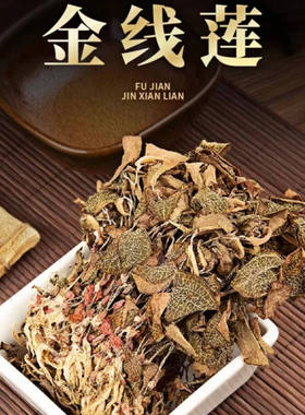 福建南靖源产地正宗红霞金线莲林下种植10个月干品工厂直发