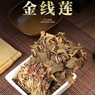 福建南靖源产地正宗红霞金线莲林下种植10个月干品工厂直发