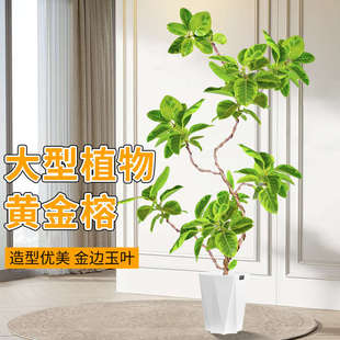 花叶橡皮树造型黄金榕绿植金钱榕办公室客厅绿植室内大型盆栽植