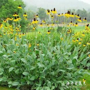蒲棒菊树苗盆栽观花宿根耐寒背景大花金光菊苗花镜植物搭配地栽花