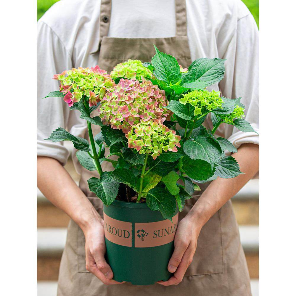 无尽夏绣球花盆栽室内阳台室外开花不断植物绿植四季花卉带花苞苗,鲜花速递/花卉仿真/绿植园艺,绣球/木绣球/木本植物,淘宝优惠券,粉丝福利购,淘宝优惠卷