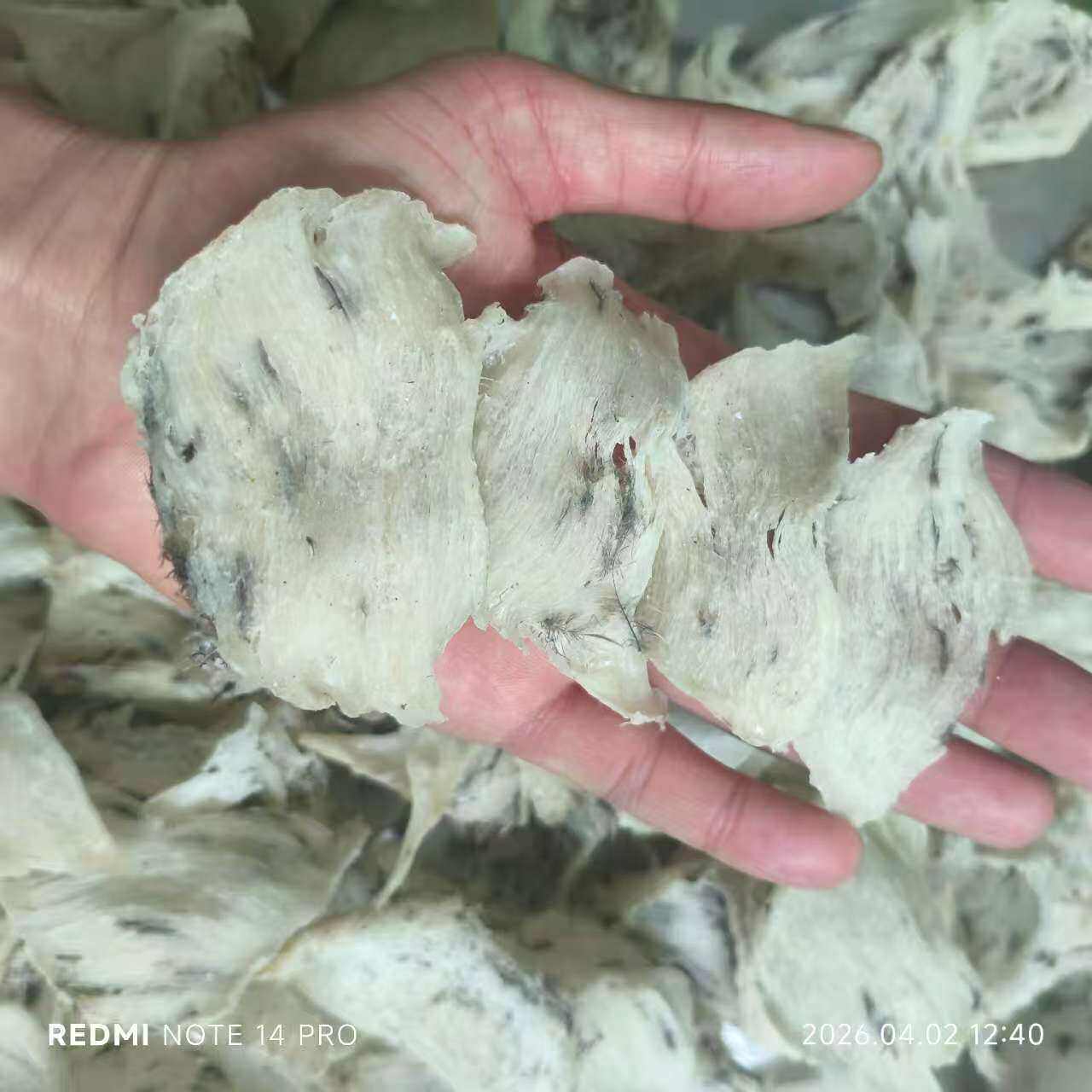 雨季毛燕窝足干三角盏轻毛中轻毛 安全 天然足干100克650元好挑毛