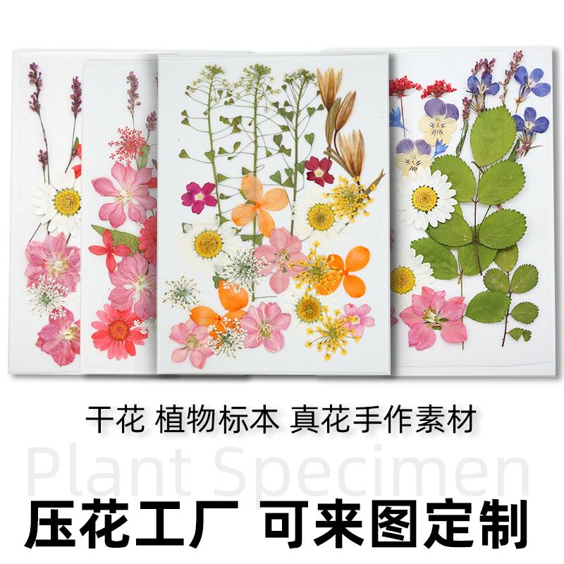 干花真花天然树叶植物标本diy干花贴脸装饰花写真幼儿园手工贴画图片
