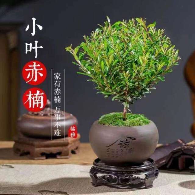金丝楠醛木盆lcz4903景甲桢楠金丝赤楠吸树苗盆楠木小盆景叶造型