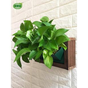 免钉壁挂墙上花盆真植物相框挂式 挂墙创意绿植吊兰绿萝墙上花架