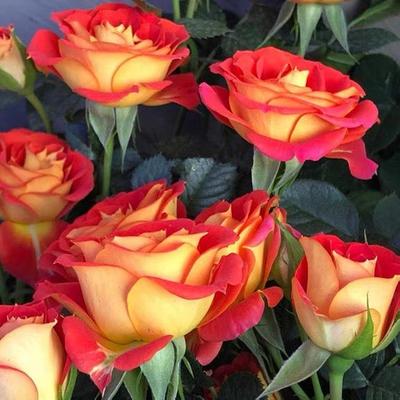 【双鱼座】棒棒糖二桥月季树状花盆栽多季开阳台花卉庭院植物地栽
