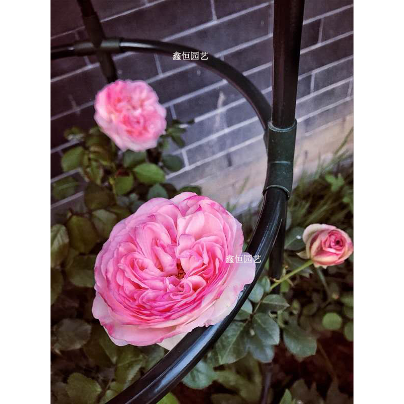 热销 铁艺柱形花架铁制花支架爬藤架藤月铁线莲田园圆柱