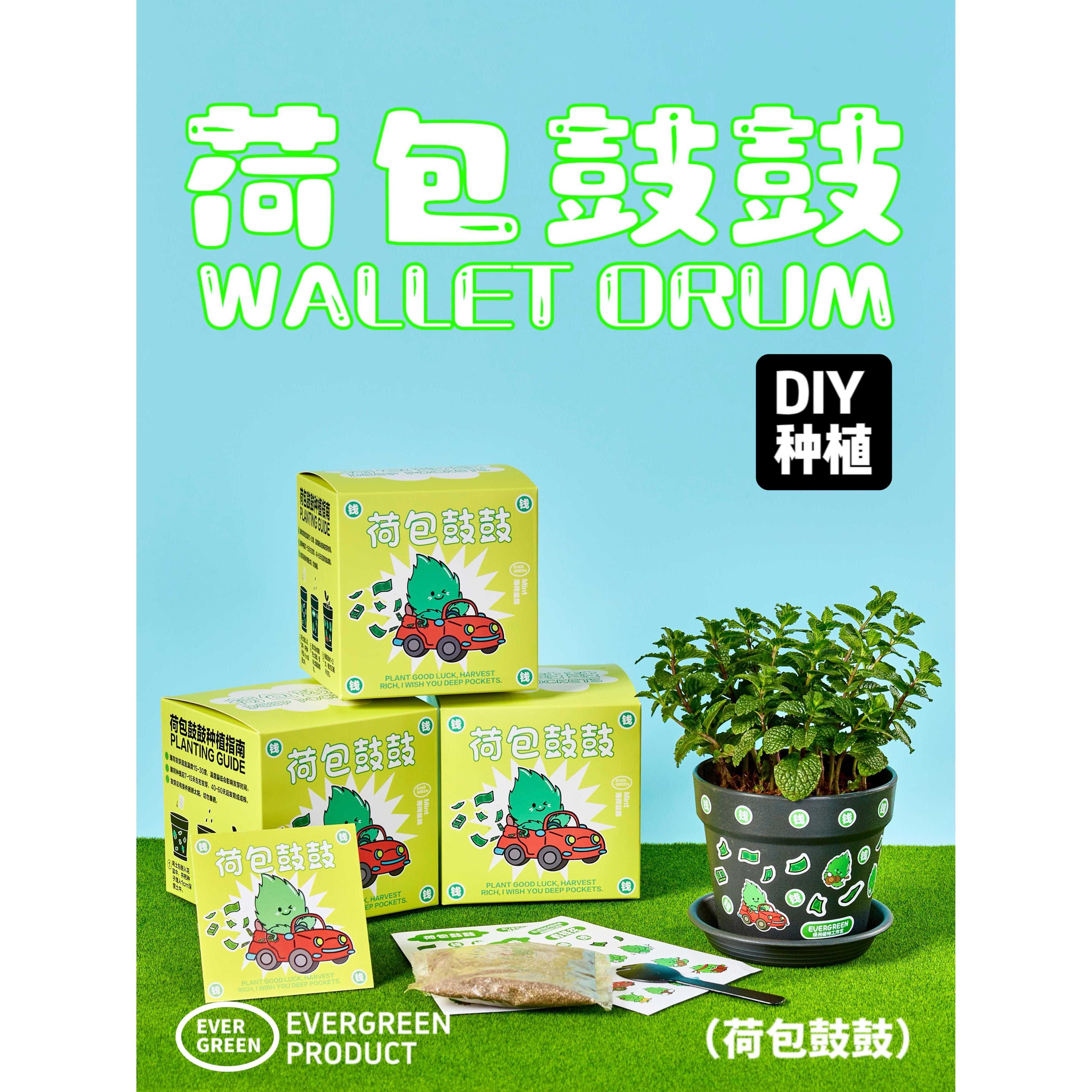 绿州荷包鼓鼓薄荷种子DIY种植小盆栽办公室桌面绿植好养创意礼物