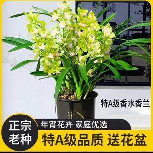 带2杆高端室内花卉绿植好养兰花苗年宵花带花苞 特A级香水香兰