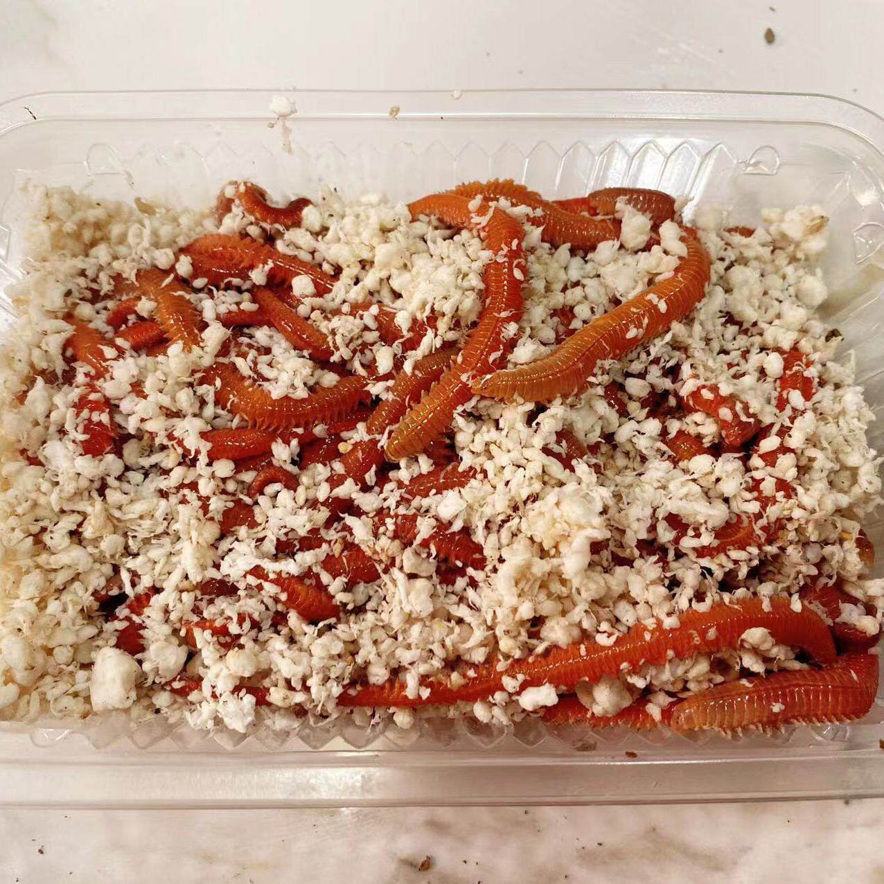红沙蚕活饵包邮海钓饵鲜活海虫钓蜈蚣海蚯蚓蚂蝗青红虫沙虫