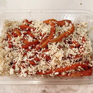 红沙蚕活饵包邮海钓饵鲜活海虫钓蜈蚣海蚯蚓蚂蝗青红虫沙虫