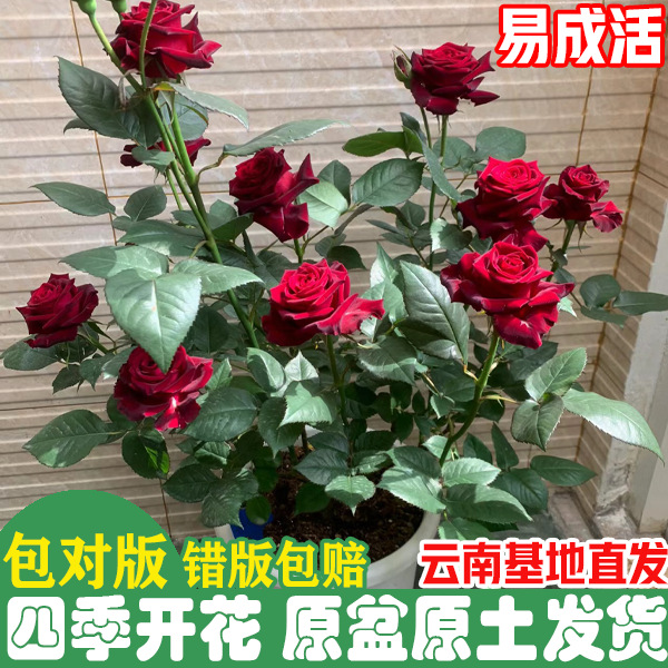 云南玫瑰月季花室内外阳台花苞庭院正宗玫瑰花苗花卉大全四季迷你