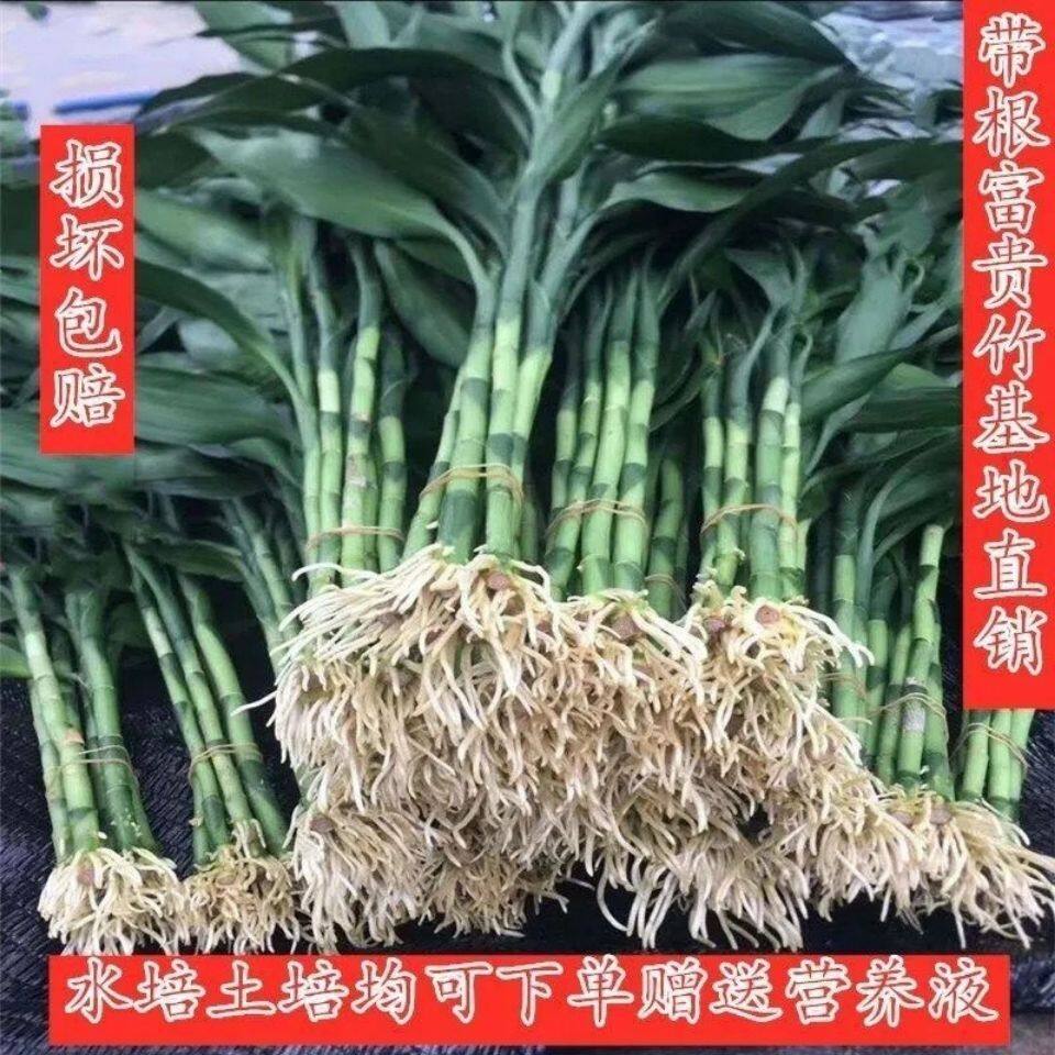 富贵竹带根花水养客厅根须粗竹加粗主卧水培植物粗支大叶