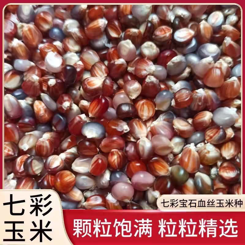 文玩玉米种子七彩天然玉米