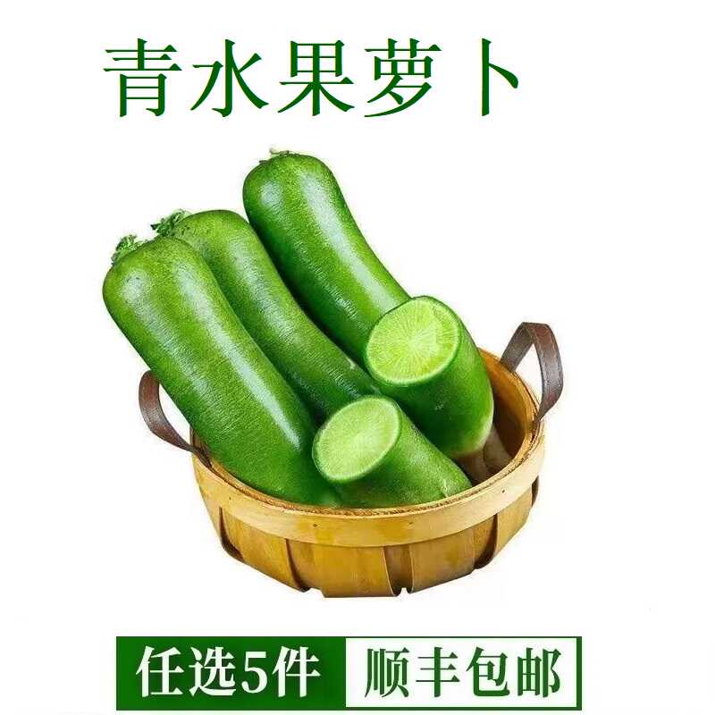 潍坊水果萝卜甜脆水果型沙窝绿青萝卜新鲜生吃5斤正宗包邮水萝卜