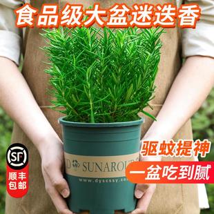 大盆迷迭香盆栽煎牛排用百里香薄荷叶紫苏新鲜香草植物香料