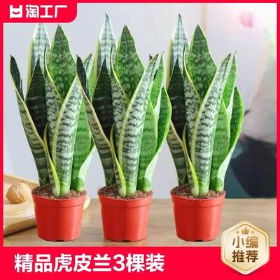 金边虎皮兰绿植盆栽水培室内多肉植物花卉客厅大型盆景桌面办公桌