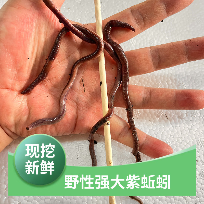 红紫盒装蚯蚓饵料 红虫鲜活散装 鲈鱼青草鱼罗非鲈鱼草鱼鲜活到家