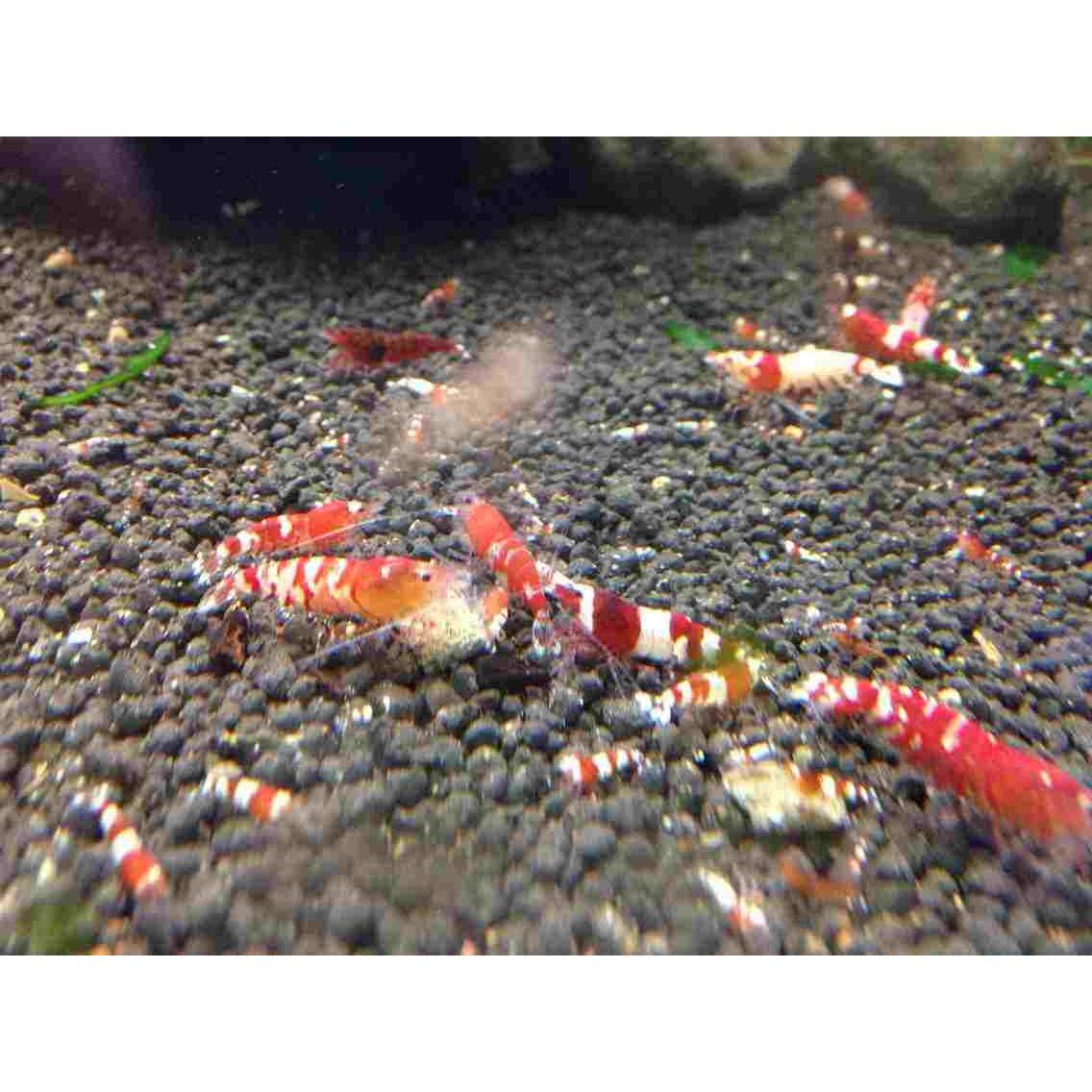 水晶虾红白姘头 工具虾 宠物虾  观赏虾 活体米虾