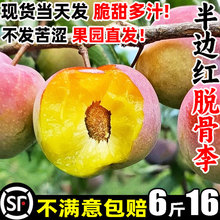 青红脆李半边红脱骨李子新鲜水果四川蜂糖五月现摘当季5斤特大甜