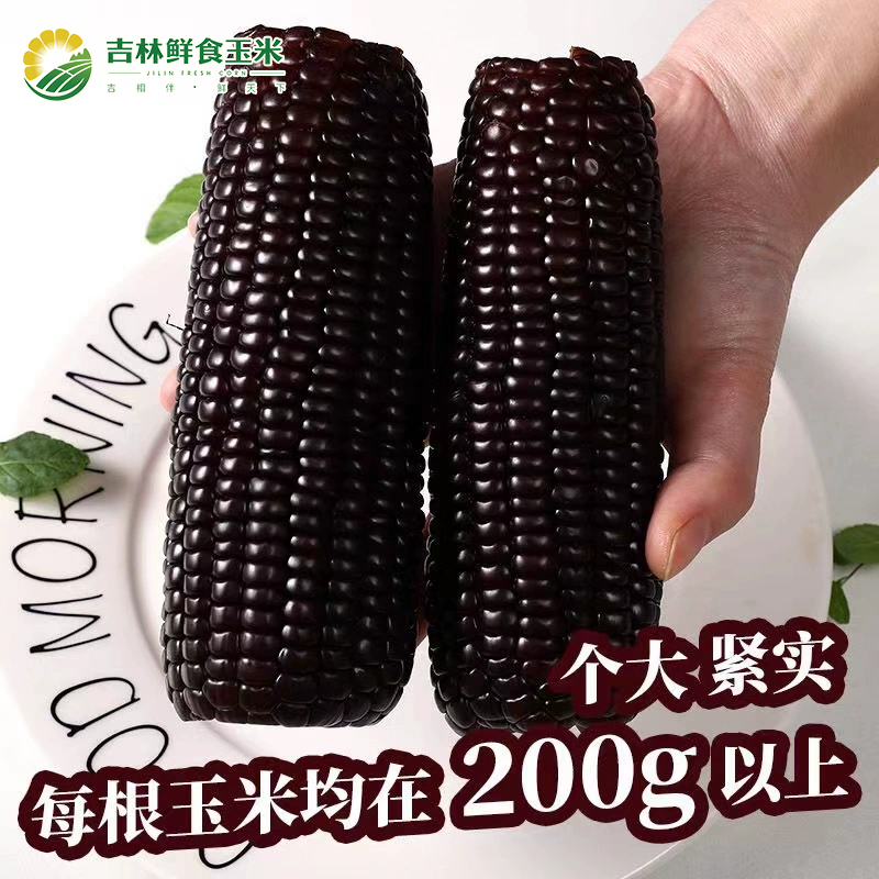 壮状谷东北有机黑糯玉米营养代餐