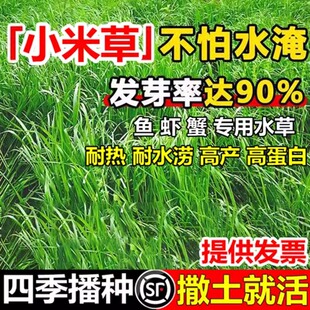 小米草种子四季养殖鱼虾蟹水草雀叶稗湖南稷子牧草种籽喂鱼草种籽