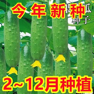 【新种上市】水果黄瓜种子高产南北方生吃黄瓜春秋季四季蔬菜种籽