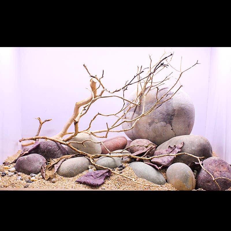 南美缸造景沉木鹿角枝大型树根树干树枝森林枯木天然布景装饰枝条
