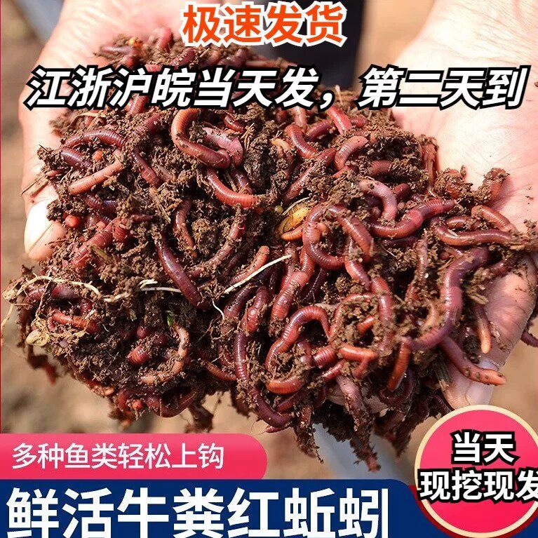 钓鱼蚯蚓活饵大号红蚯蚓土1斤活体盒装红虫鱼饵垂钓活饵料散装
