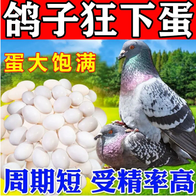 蛋多多鸽子专用增蛋催蛋宝