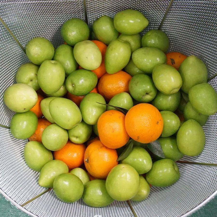 橘红橘子清洗分级,清洗/食品/商业设备,其他食品加工设备,淘宝优惠券,粉丝福利购,淘宝优惠卷