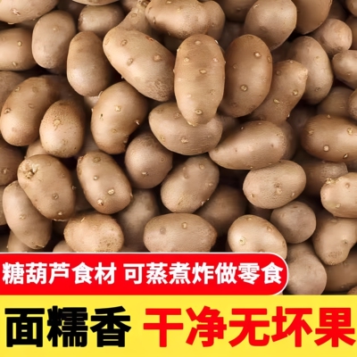 铁棍山药豆新鲜特大号糖葫芦河南焦作农家正宗宝宝辅食山药蛋种子