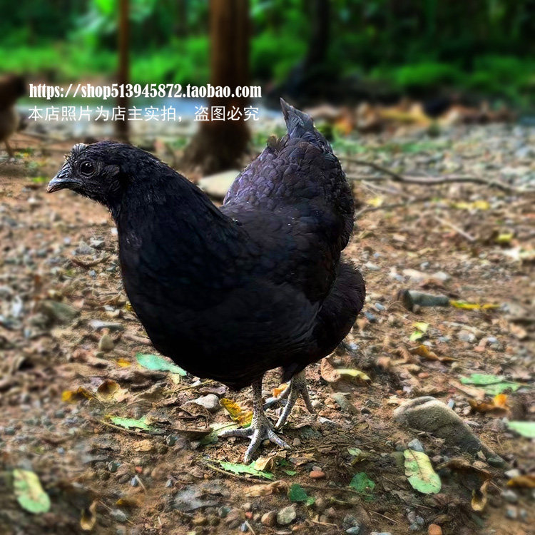 五黑鸡农家散养黑母鸡山里养黑土鸡乌鸡新鲜现杀正宗乌骨鸡月子鸡