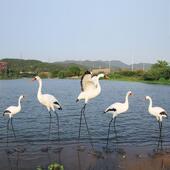 户外仿真仙鹤白鹭玻璃钢雕塑水鸟摆件花园水池造景公园林景观装 饰