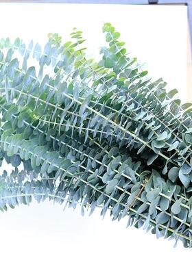 Eucalyptus leaf dry flower bouquet of green plant