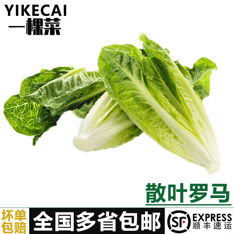散叶罗马生菜新鲜西餐蔬菜沙拉