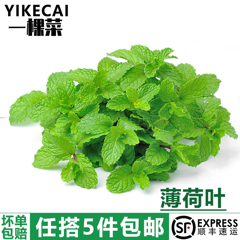 【YIKECAI】新鲜薄荷叶500g留兰香食用茶烘焙点缀莫吉托调酒装饰