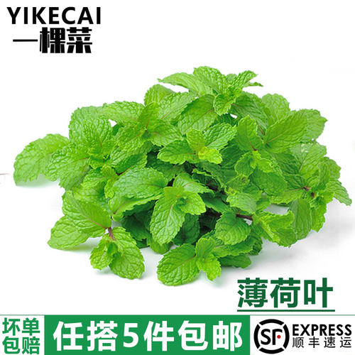 YIKECAI新鲜薄荷叶清凉一夏