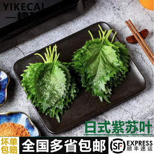 新鲜紫苏叶40片/盒日料点缀