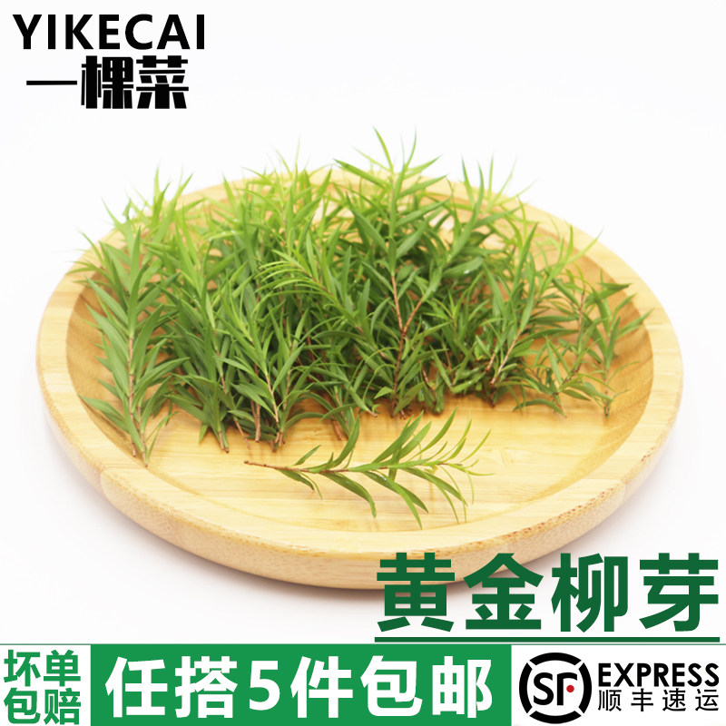 黄金柳芽20支 香柳新鲜西餐日料烘焙酒店餐厅摆盘装饰点缀花草叶