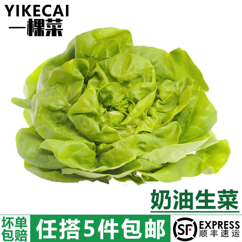 【yikecai】奶油生菜500g 波士顿生菜 新鲜蔬菜沙拉食材 嫩叶,水产肉类/新鲜蔬果/熟食,叶菜类,淘宝优惠券,粉丝福利购,淘宝优惠卷